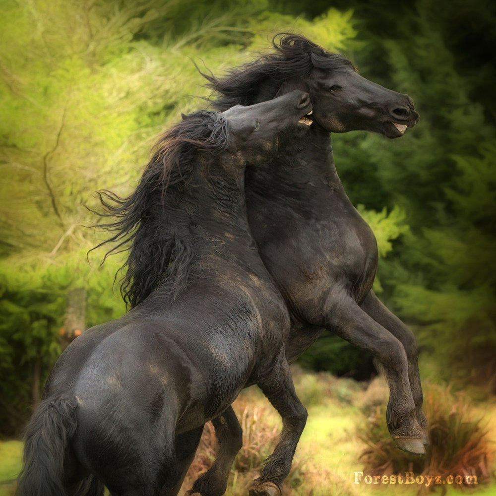 3 Friesian stallions